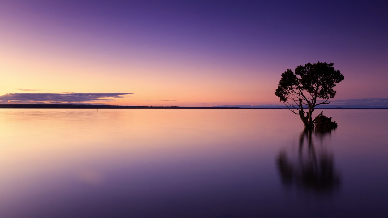 Ocean at sunset with a tree